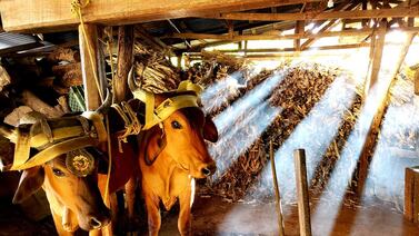 Un verdadero trapichero tico: “Para mí el trapiche es la vida, es la patria”