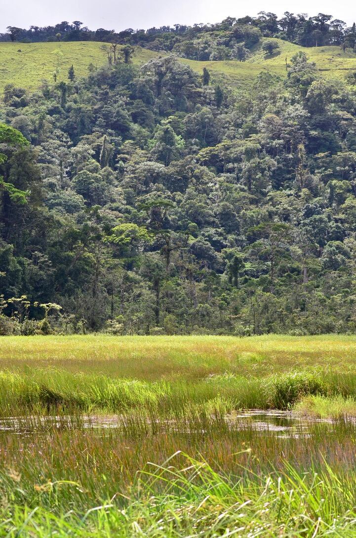 La Fundación Costa Rica Wildlife anuncia con mucha emoción el descubrimiento de una nueva especie de rana escondida entre el Volcán Tenorio y el Volcán Miravalles. Fue descubierta por Donald Varela Soto, un guía naturalista de Bijagua, en la reserva biológica Valle del Tapir
