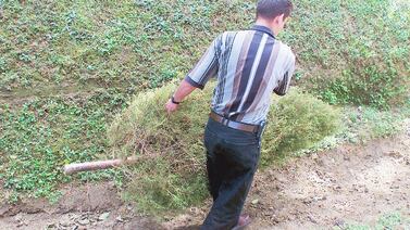 Recicle correctamente su arbolito de Navidad sin pagar un cinco