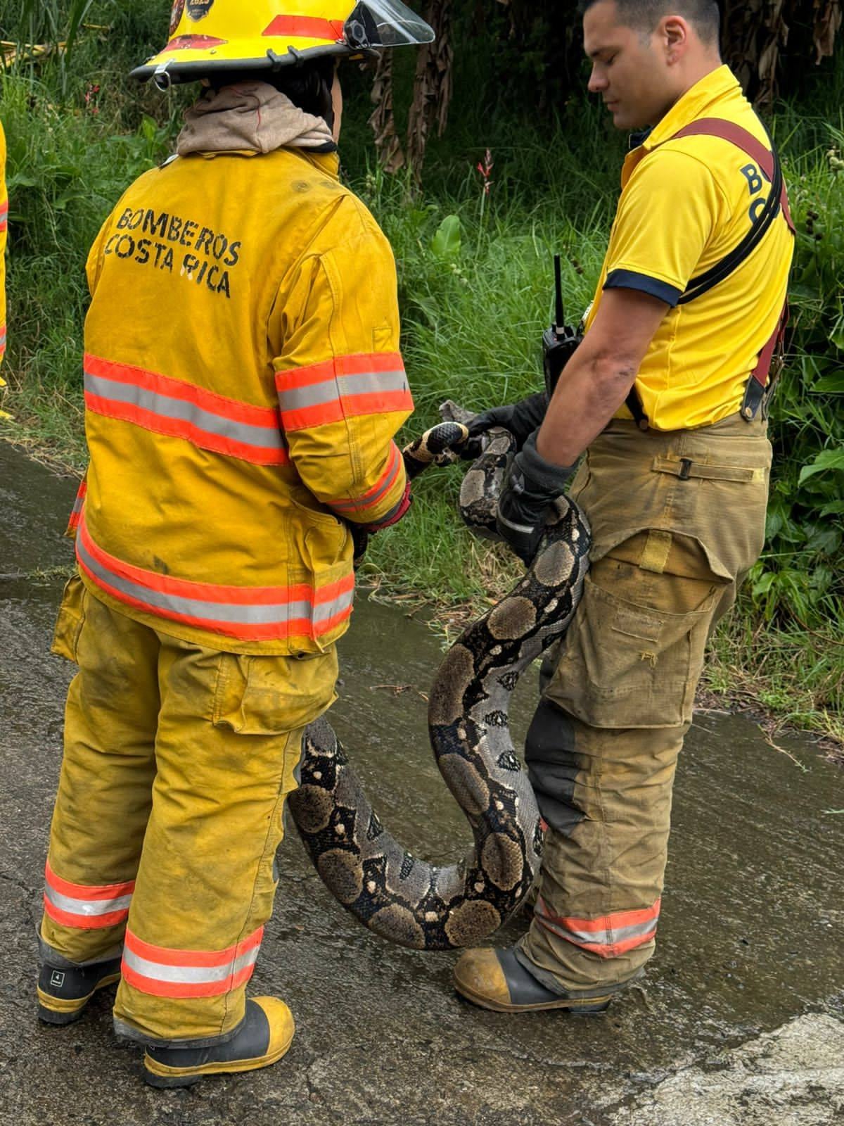 Boa constrictor aparece en Tibás