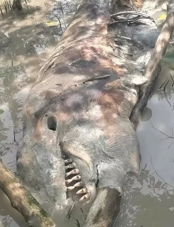 Enorme criatura hallada en Tailandia