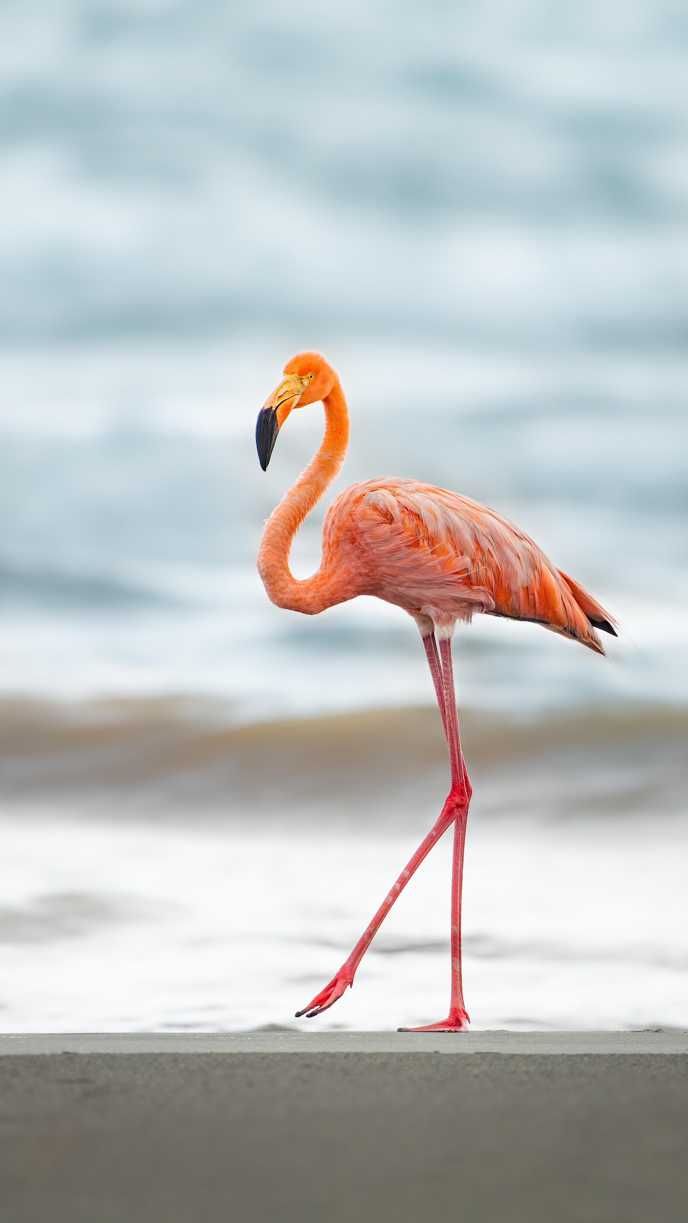 Alexander Montero, guía turístico y observador de aves le contó a La Teja cómo logró captar con su lente la belleza de un flamenco americano que anda en el Caribe de nuestro país. Cortesía.