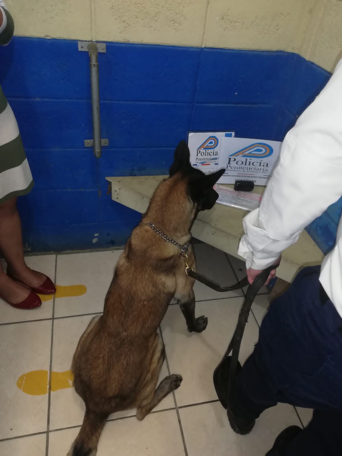 Detienen a mujer apellidada Loría que intentó meter marihuana a cárcel. Foto Justicia.