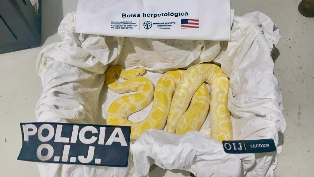 Decomisan serpientes a joven en Desamparados. Foto OIJ.