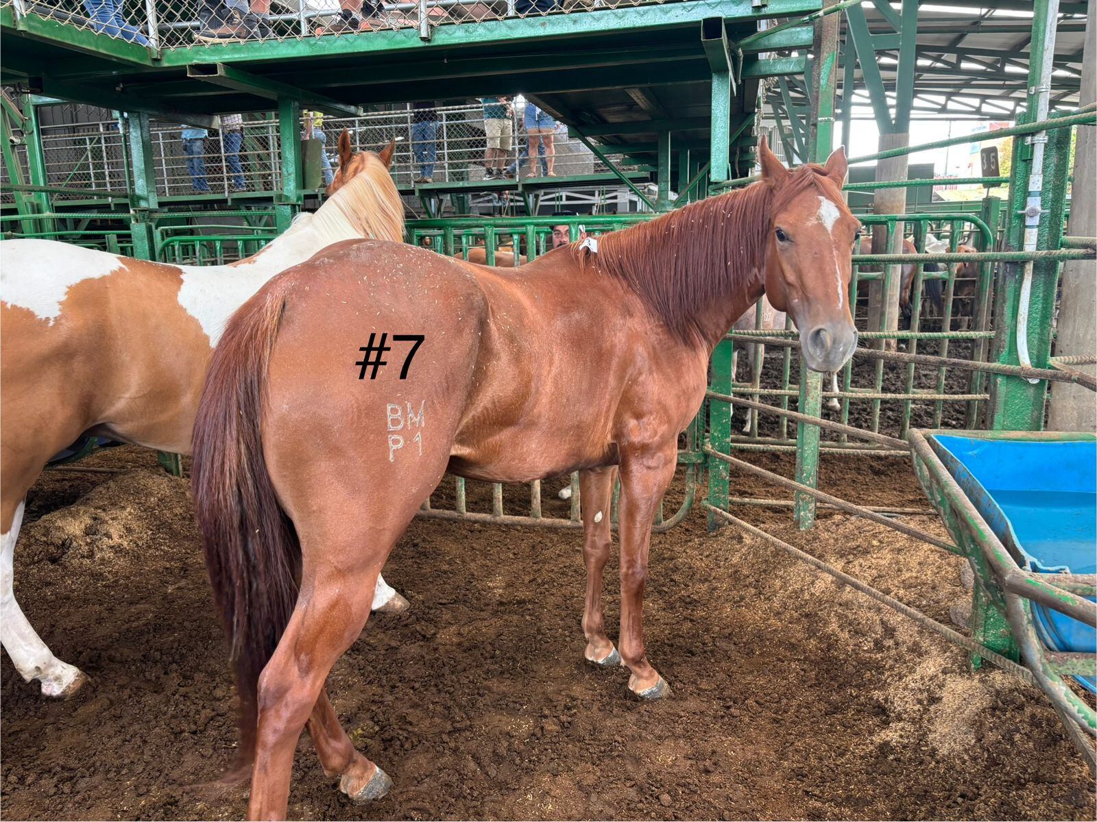 Los ocho caballos decomisados en la casa de una conocida barrilera de Pérez Zeledón, esposa de un supuesto líder narco, dejaron una millonada para Estado costarricense. Foto: ICD para La Teja