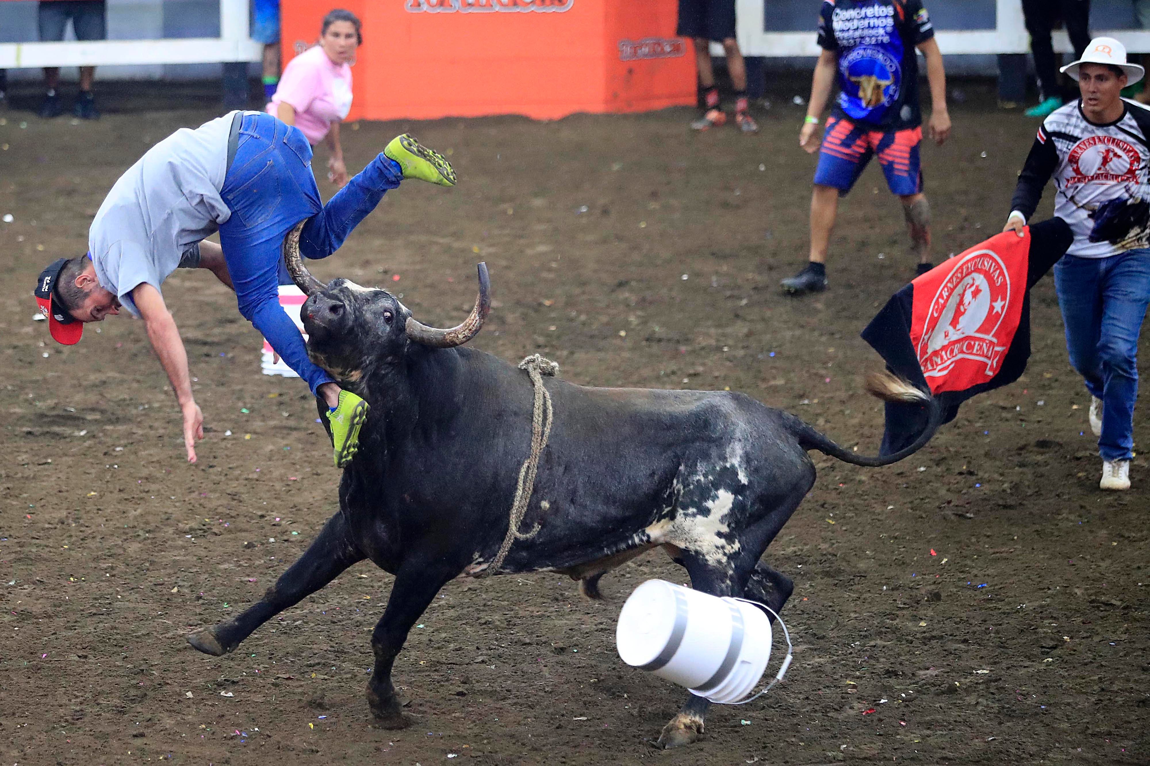 28/12/2023     Toros a la Tica, Palmares. Corrida de toros vespertina, cuya transmisión estuvo a cargo de Teletica Canal 7. Toros de monta y de cacho bravo (de corridas) de ganadería La Pinta fueron los encargados de ponerle la emoción dentro de la plaza. Pero además del ganado, montadores y toreros improvisados se llevaron las palmas de los espectadores que llenaron las gradas del redondel. Otra actividad que llamó mucho la atención y fue muy celebrada fue el Campeonato Nacional de Barrileras.