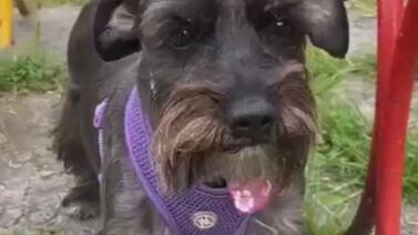 Familia necesita ayuda para encontrar a Cuki