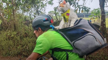 Bruno es un gato al que le gustan los deportes extremos, tiene su TikTok y es trilingüe