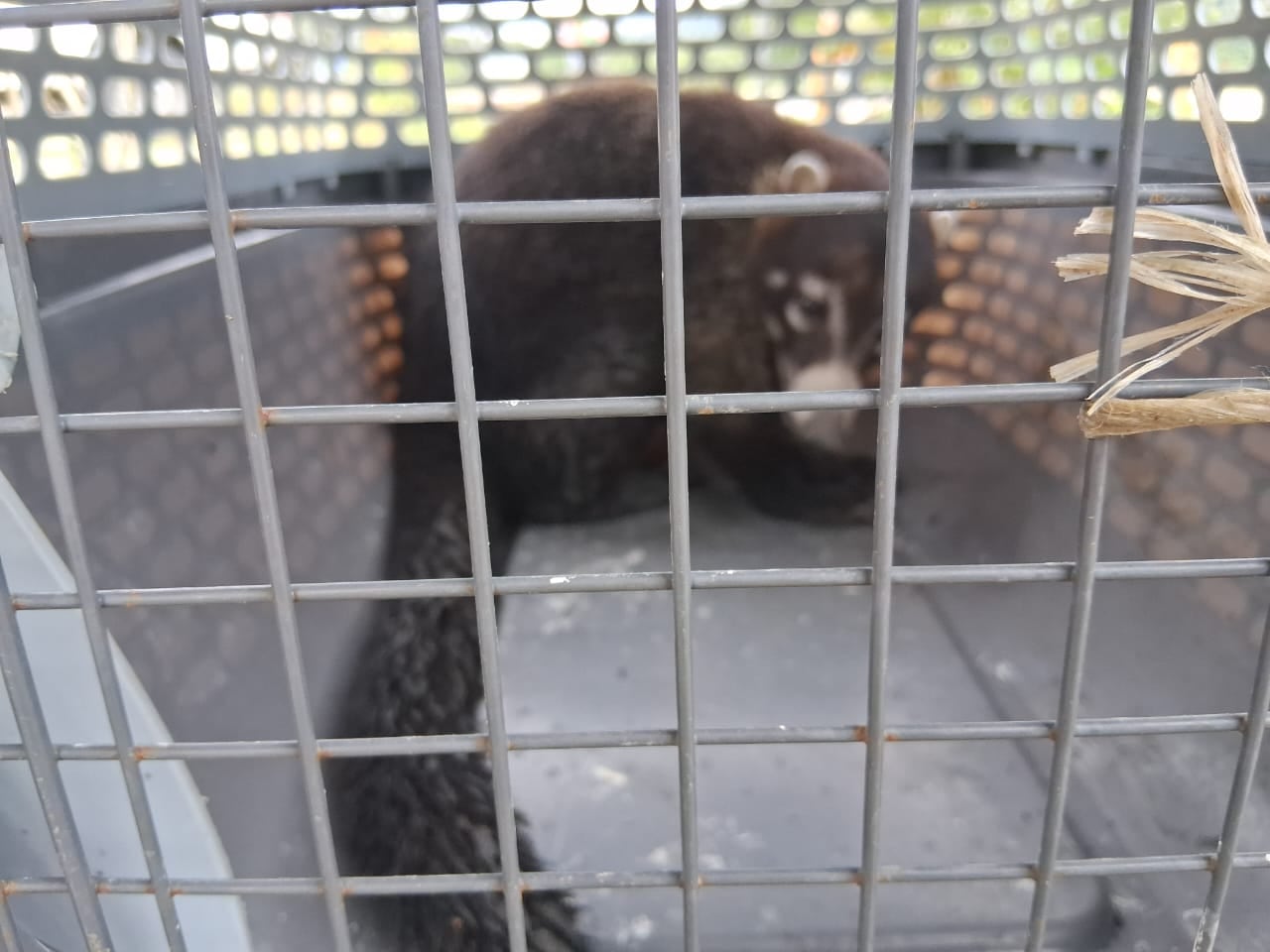 Un pizote fue rescatado por dos ciudadanos, tras encontrar al animal herido a un costado de la carretera Interamericana, en la zona sur.