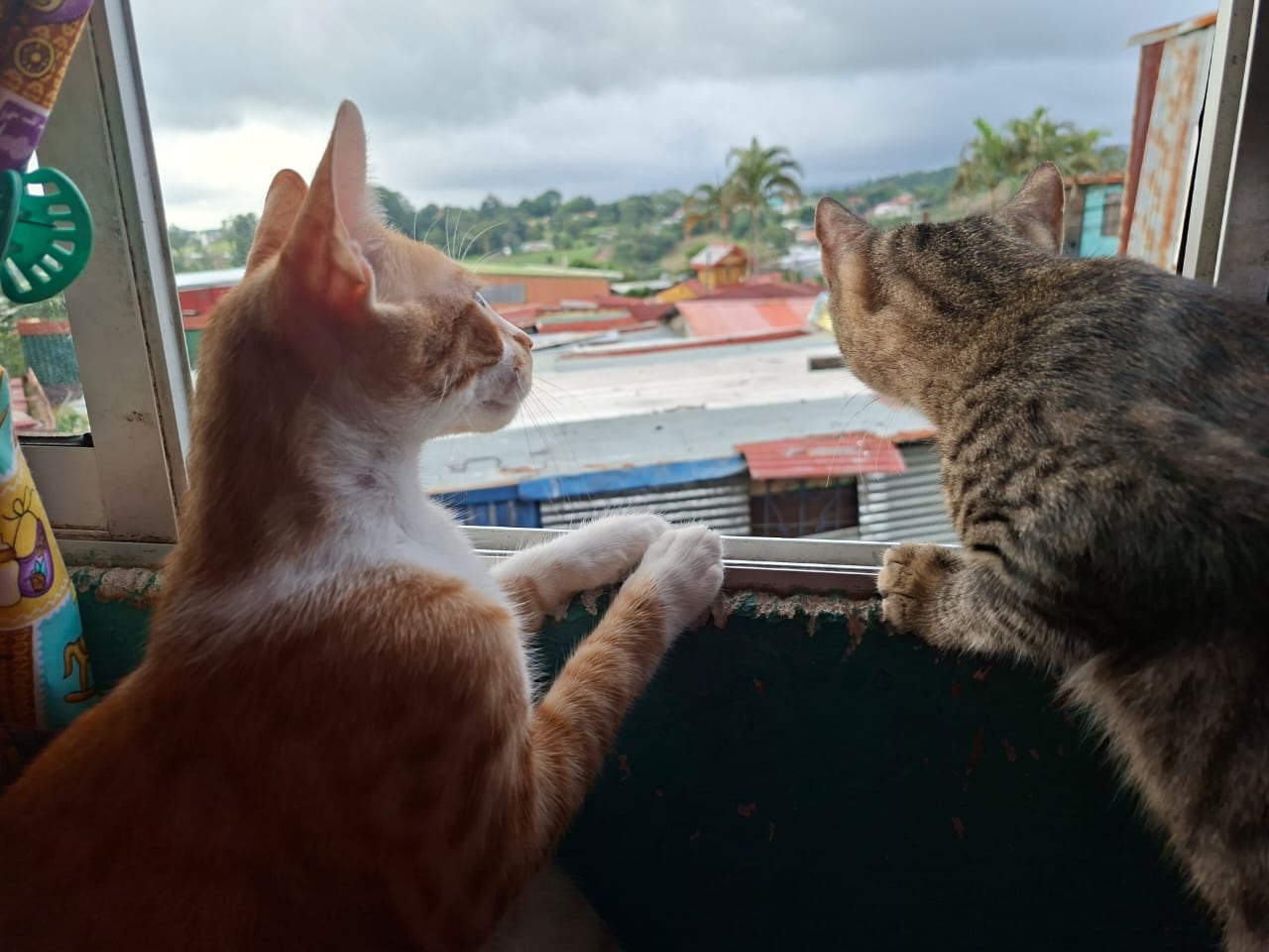 Laura Guevara rescató dos gaticos, Ronroneo y Moly, los cuales botaron recién nacidos en una caja de cervezas.