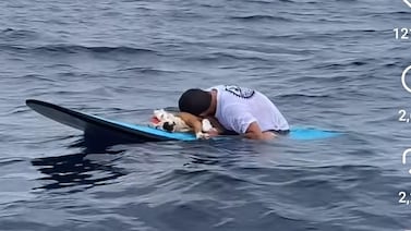 Murió Thai, el perro surfista más querido de Costa Rica