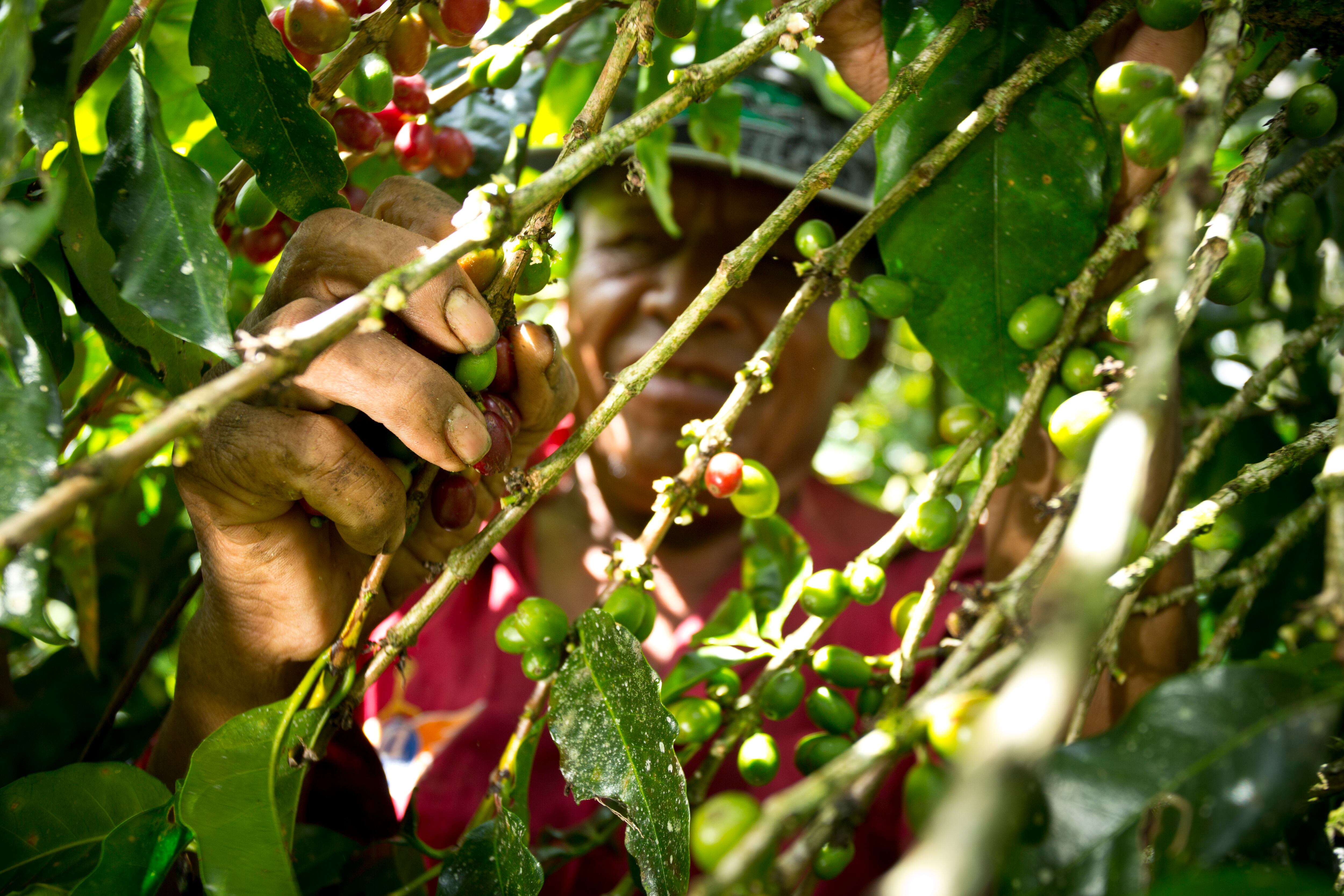 La Hacienda Aquiares en Turrialba tiene 170 años de funcionar y a partir de agosto necesitará más de 1.200 cogedores de café.