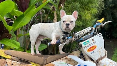 Husky, el perro motero que ama el mar y ver televisión con su abuelito
