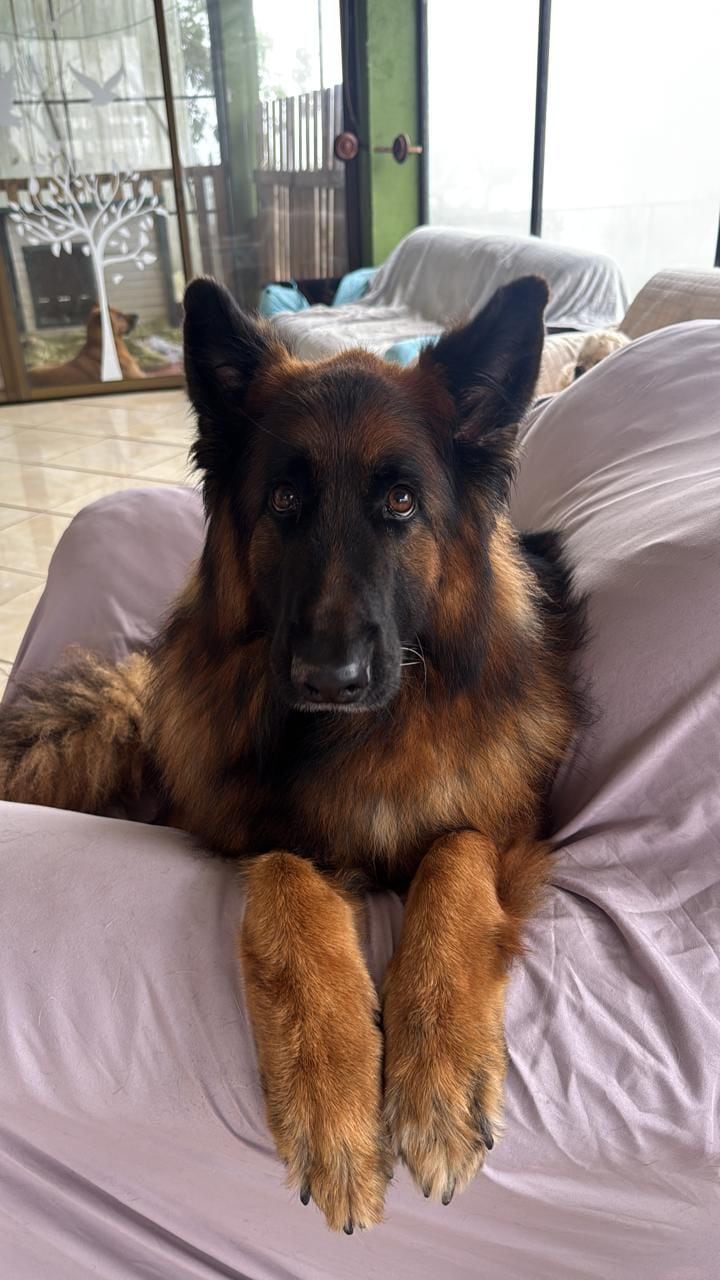 Coco venció una grave enfermedad que casi lo mata, gracias al amor de Andrea Prado, quien además mantiene a 28 perros rescatados y ahora necesita ayuda para seguir adelante