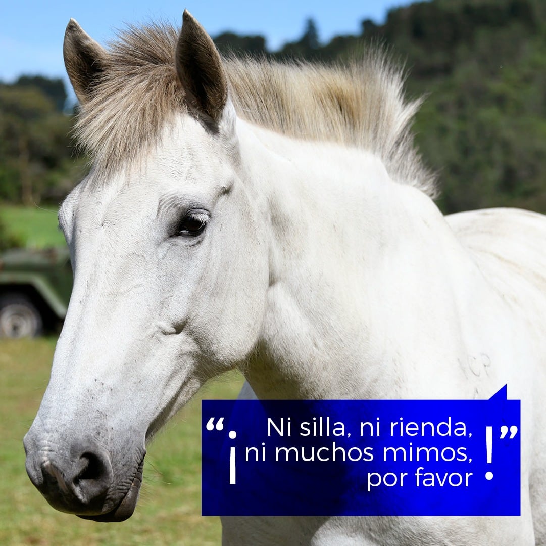 Wendy, Ronald y Chirulo sirvieron la mayor parte de su vida en el Instituto Clodomiro Picado en Coronado. Su trabajo consistió en producir anticuerpos contra las proteínas de los venenos con los cuales eran inmunizados