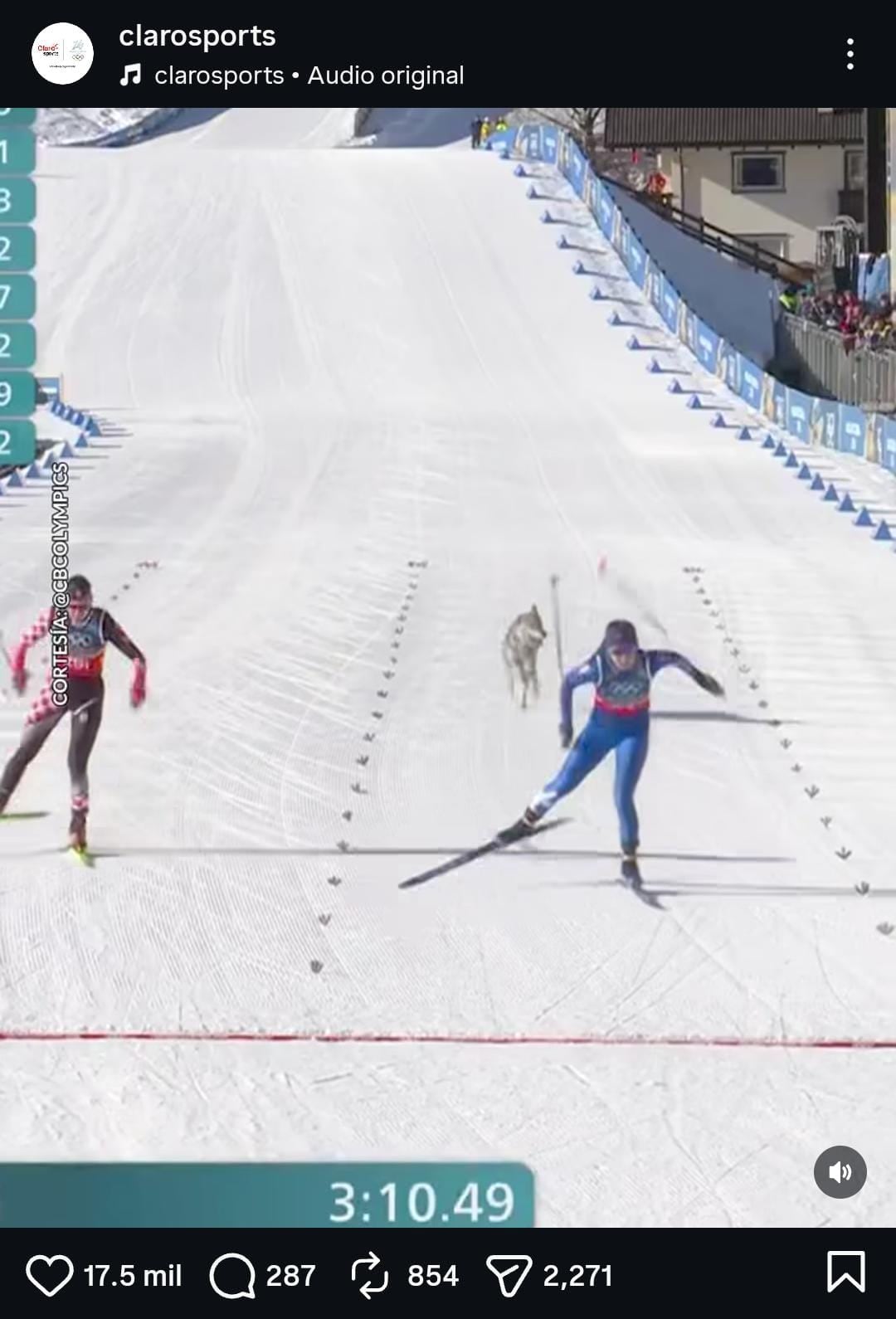 Un perro se coló en la pista de esquí de los juegos de Invierno.