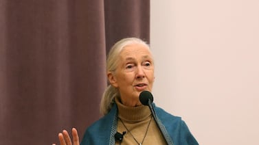 Muere Jane Goodall a los 91 años: la mujer que cambió la forma de entender a los chimpancés