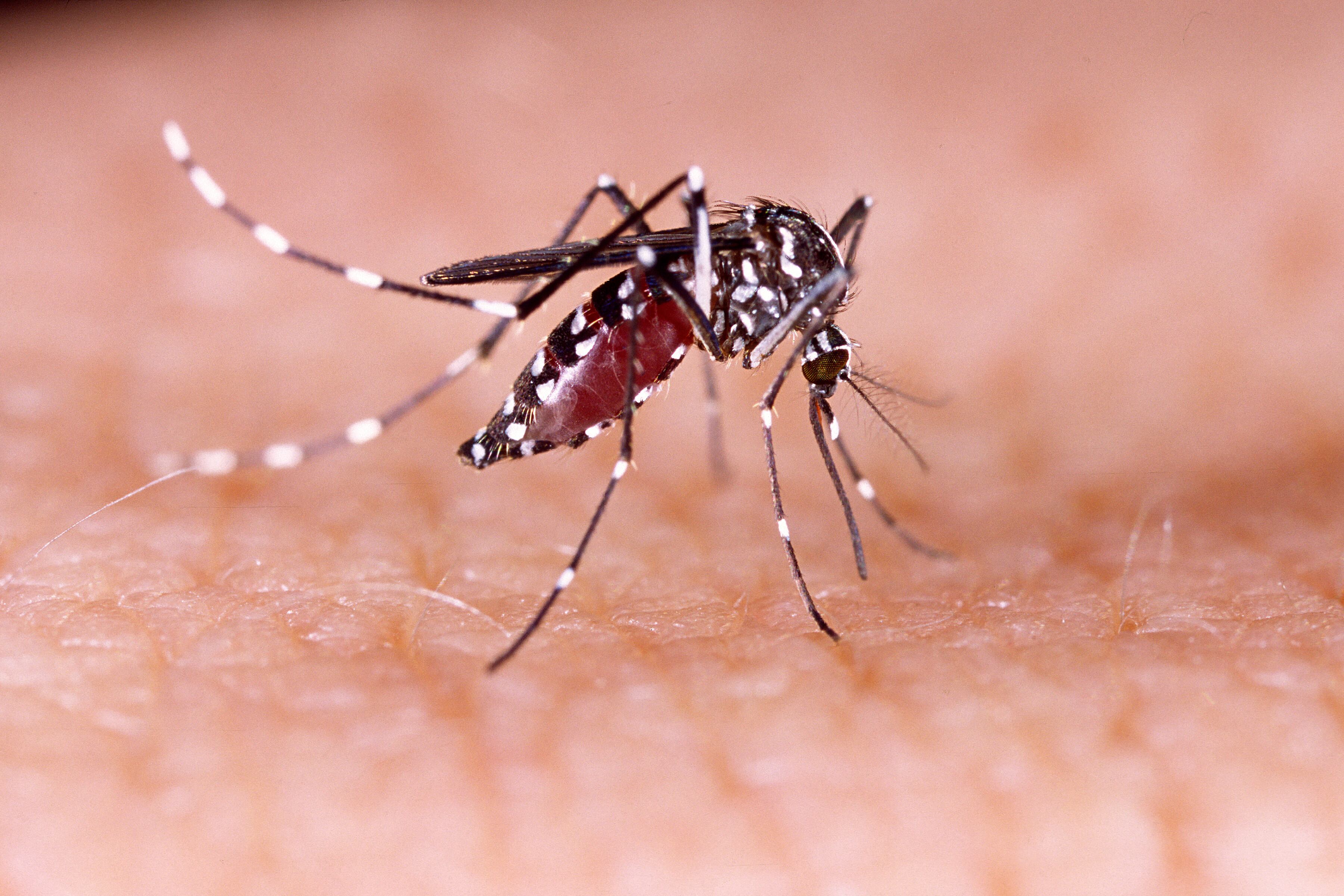La CCSS está repartiendo a las embarazadas un kit que incluye un toldo, repelente antimosquitos, condones de hombre y de mujer, buscando evitar que se contagien de zika, debido a una picada del mosquito Aedes aegypti, algo que podría provocarle microcefalia al bebé