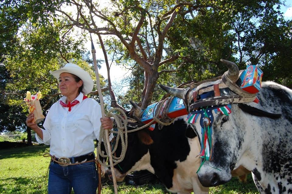 Doña Aida, mujer boyera de San Antonio de Escazú. Foto de la página en Facebook Boyeotico de don Alejandro Guevara Muñoz