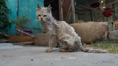 Día Mundial del Gato: “Mi vida como gata callejera ha sido muy dura, se las voy a contar”