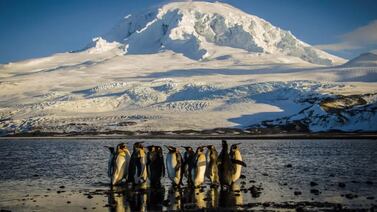 ¿Qué tienen que ver los pingüino con la guerra de aranceles de Donald Trump?