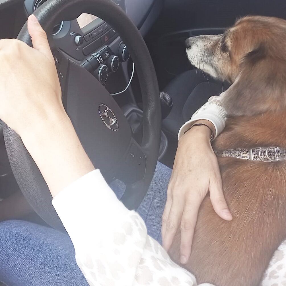 Si va a llevar su mascota a pasear en carro debe tener en cuenta ciertas reglas