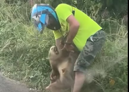 Perezoso hiere a motociclista. Foto: Redes sociales