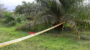 OIJ pide ayuda de la ciudadanía para resolver crimen de hombre ejecutado en plantación de palma