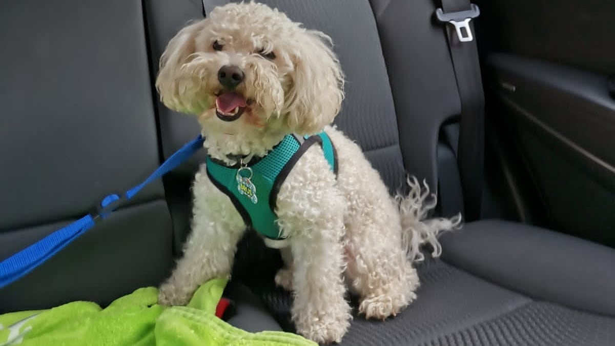 Si va a llevar su mascota a pasear en carro debe tener en cuenta ciertas reglas