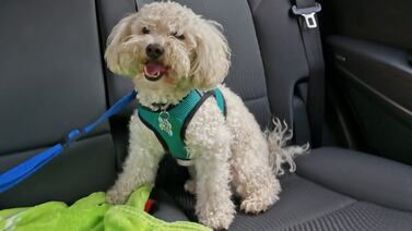 ¿Es permitido andar perros en el carro? Esto dice el MOPT