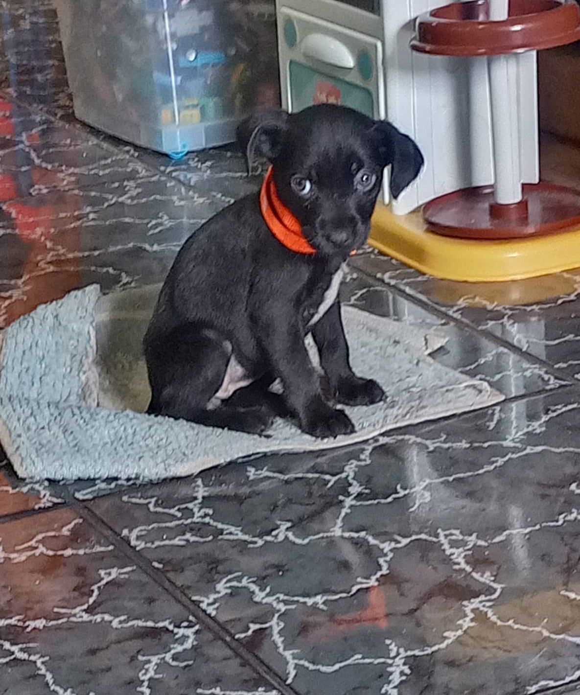 En Llorente de Tibás vive una perrita que parece salida de una historia de milagros. Se llama Venus, es zaguate pura sangre, tiene tres años y es la razón por la que en la casa de doña Francini Villalobos, de 31 años, siempre hay risas