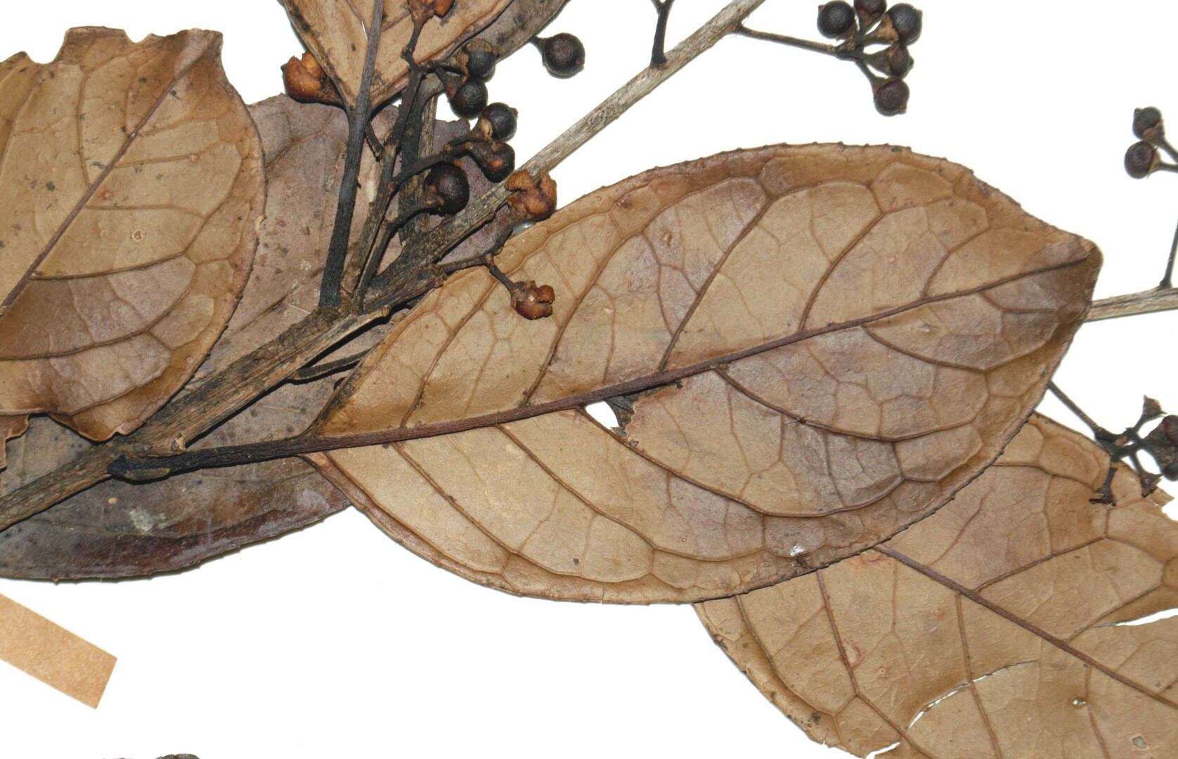 Dos nuevas especies para la ciencia se suman a la larga lista de biodiversidad que tiene el país. Se trata de las especies nombradas como Stenospermation coques e Ilex hamelii