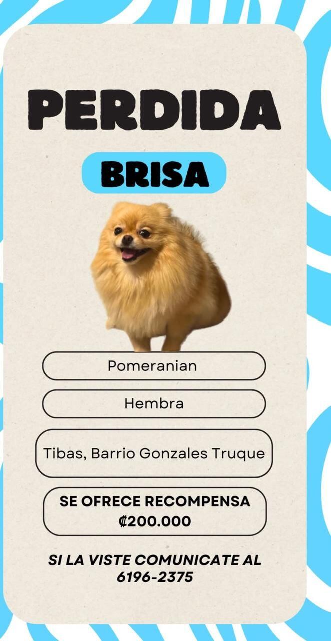 Brisa, perrita pomeranian que habría sido robada en Tibás. Foto cortesía.