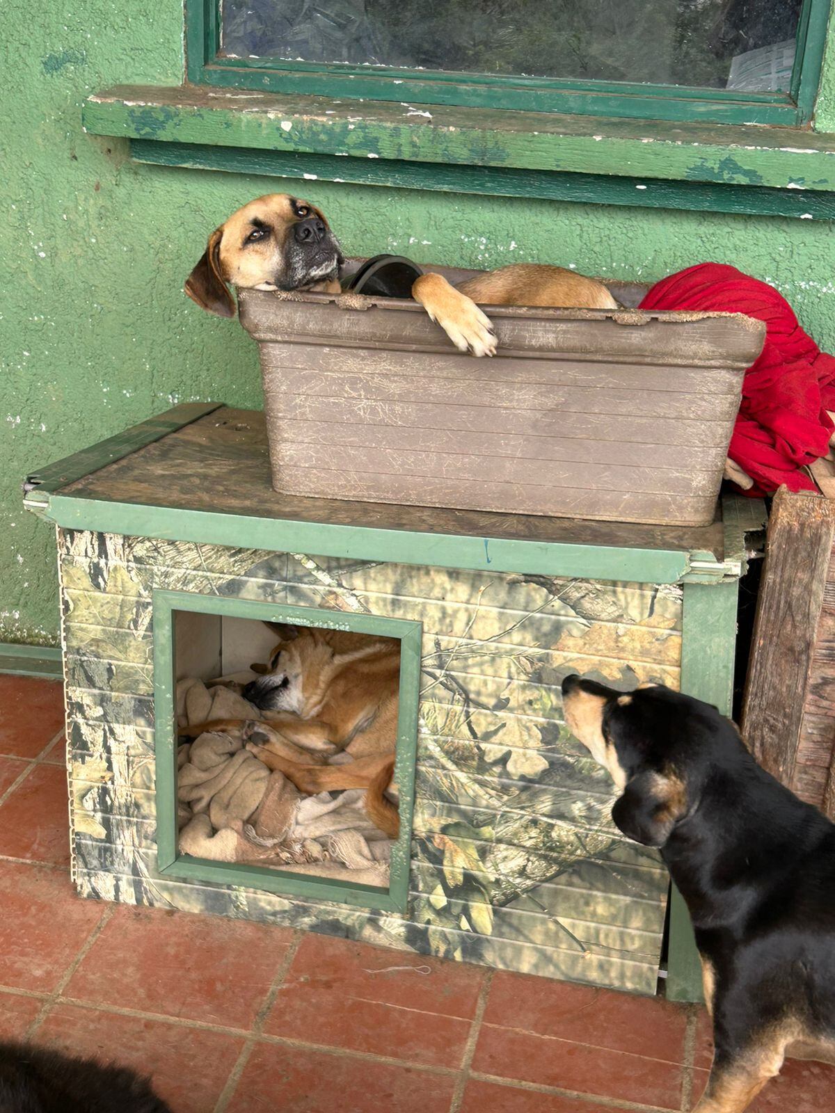 Asociación Animales de Asís CR.