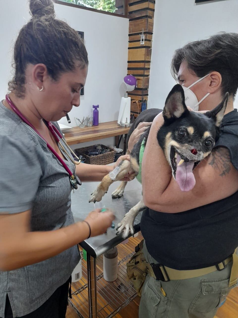 Duke, uno de los perros más luchadores por su vida que conoce el país, vuelve a pelear por su salud y por seguir ladrando y moviendo su colita alegremente, ya que desde el pasado martes comenzó a tener convulsiones