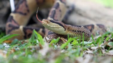 Mordedura de serpiente deja a un muchacho luchando por su vida