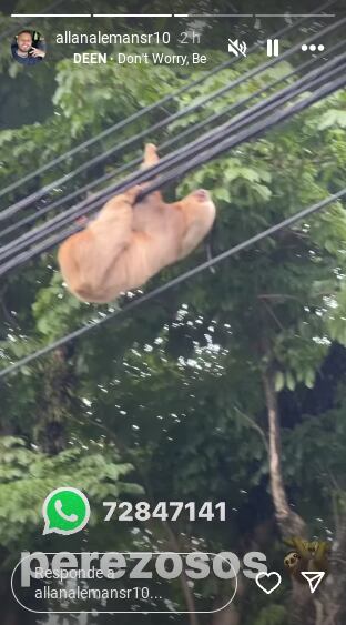 Este fue el momento que pudo capturar con su cámara el exjugador Allan Alemán. Foto: Instagram