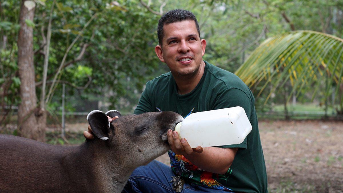 La danta Mandy sobrevivió a que se la quisieran comer y hoy es símbolo de esperanza en el Santuario de Vida Silvestre Natuwa que es propiedad del astrólogo y mentalista Minor Khayyan