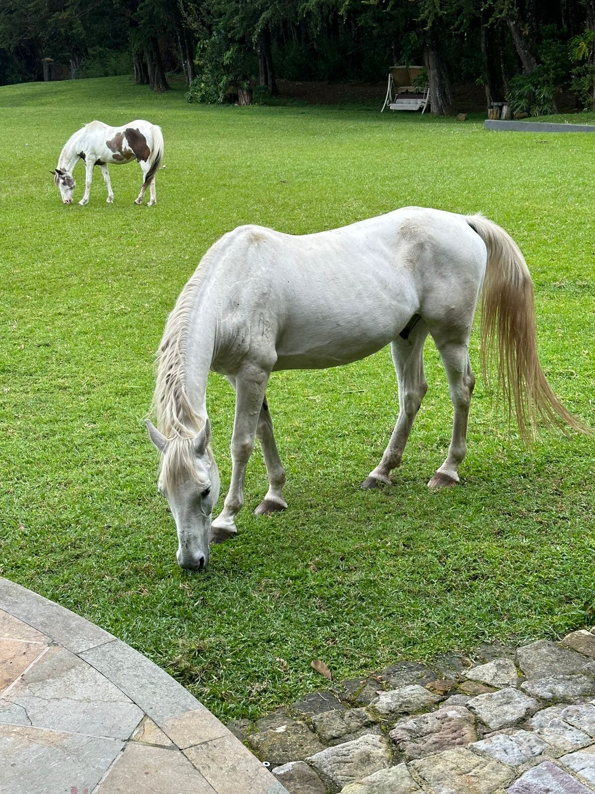 Elena Correa les cambió la vida a dos caballos que andaban sin rumbo