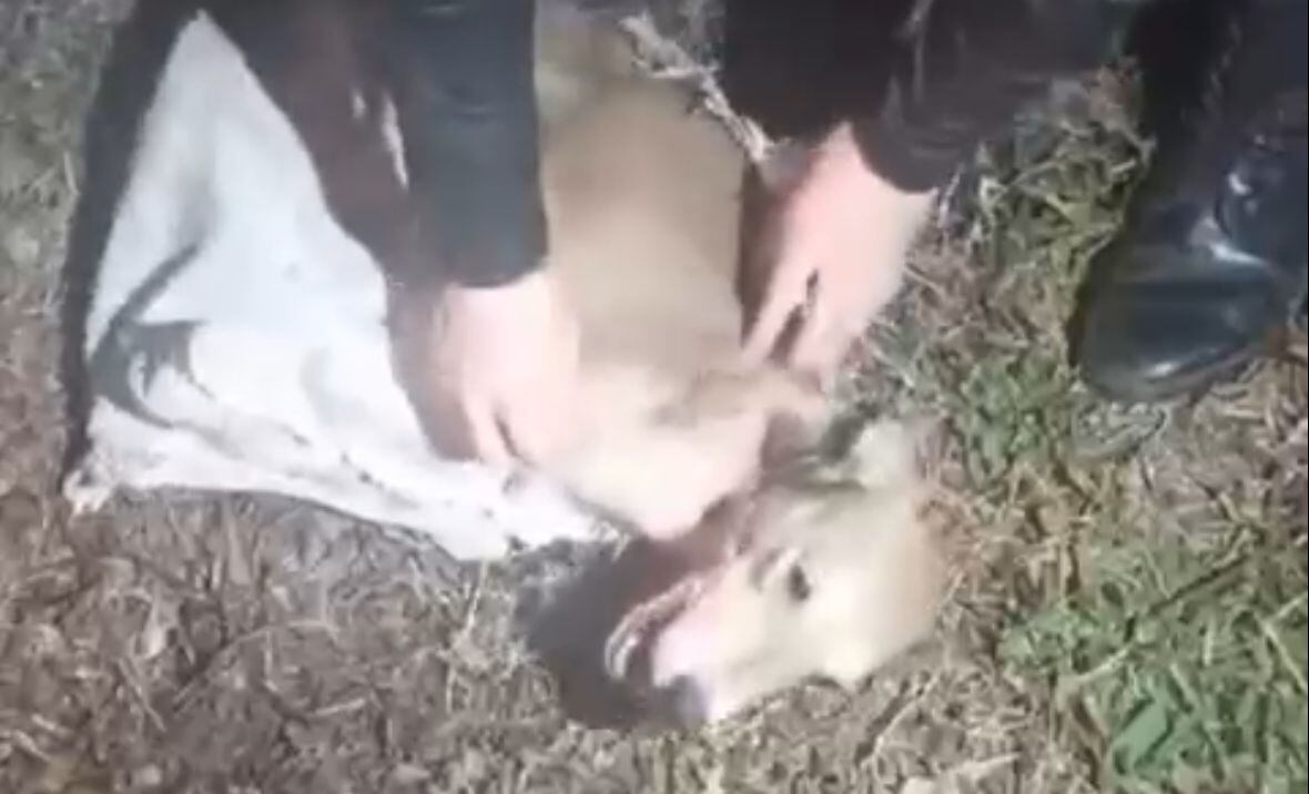 perrito dentro de saco