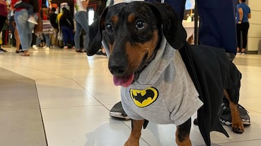 El batisabueso es un salchicha con mirada bicolor que le rinde honor al leal compañero de Batman