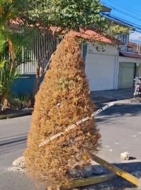 Árbol de Navidad en carretera