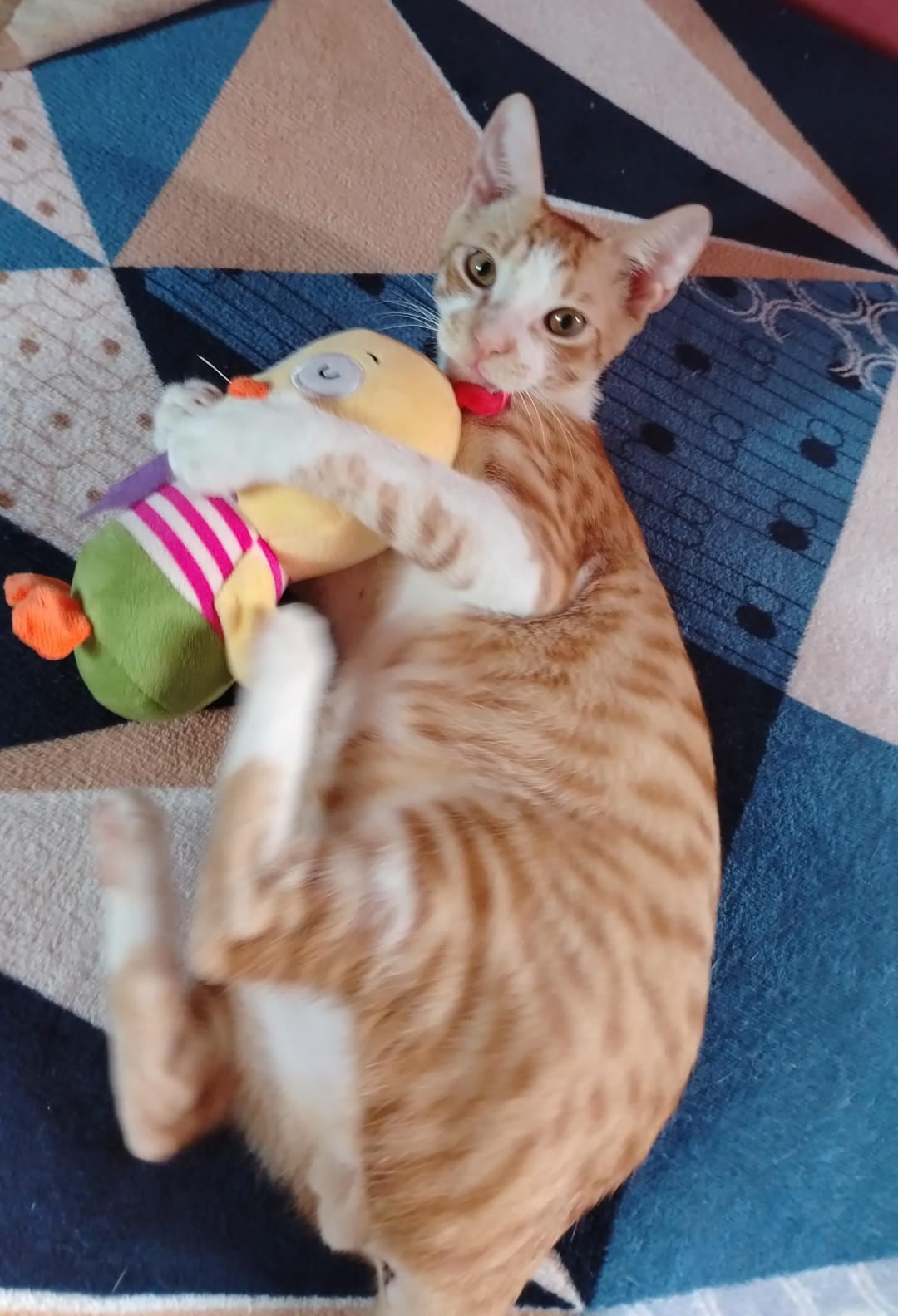 Laura Guevara rescató dos gaticos, Ronroneo y Moly, los cuales botaron recién nacidos en una caja de cervezas.