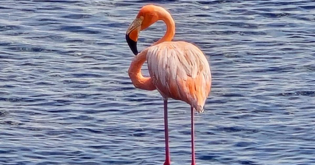Esta fotografía muestra al flamenco solitario en el centro de Limón, frente al tajamar. Fotografía: Armando Mayorga Aurtenechea.