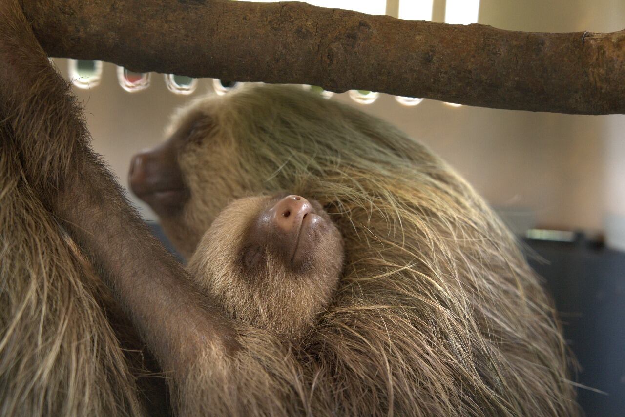 Mamá perezosa es un milagro, se electrocutó y fue sanada hasta con piel de tilapia. María Vargas Vargas, supervisora de Marketing del Toucan Rescue Ranch fue una de las rescatistas