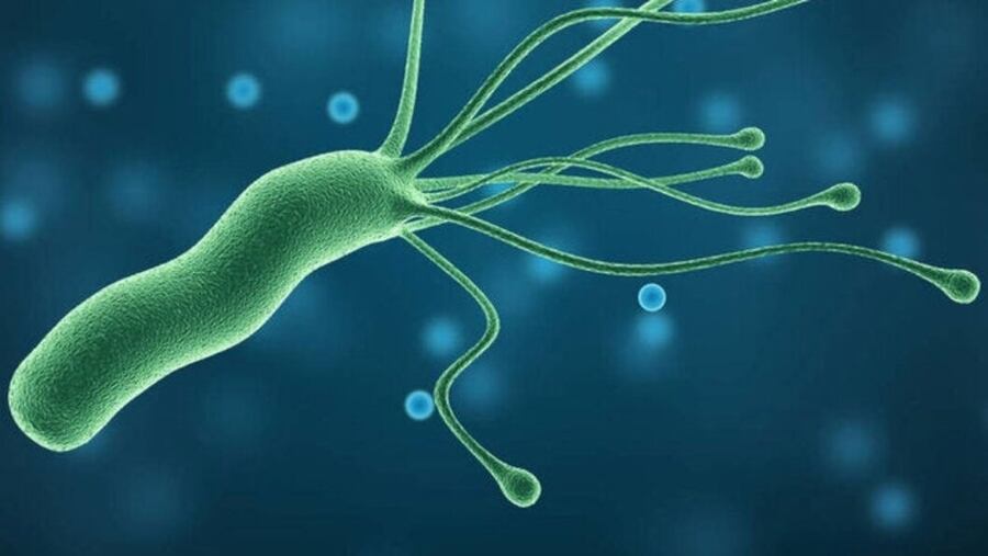 Así es como luce la bacteria Helicobacter pylori, la cual genera un ambiente inmunológico en el estómago que propicia una inflamación crónica, persistente y que podría llevar al desarrollo del cáncer gástrico.