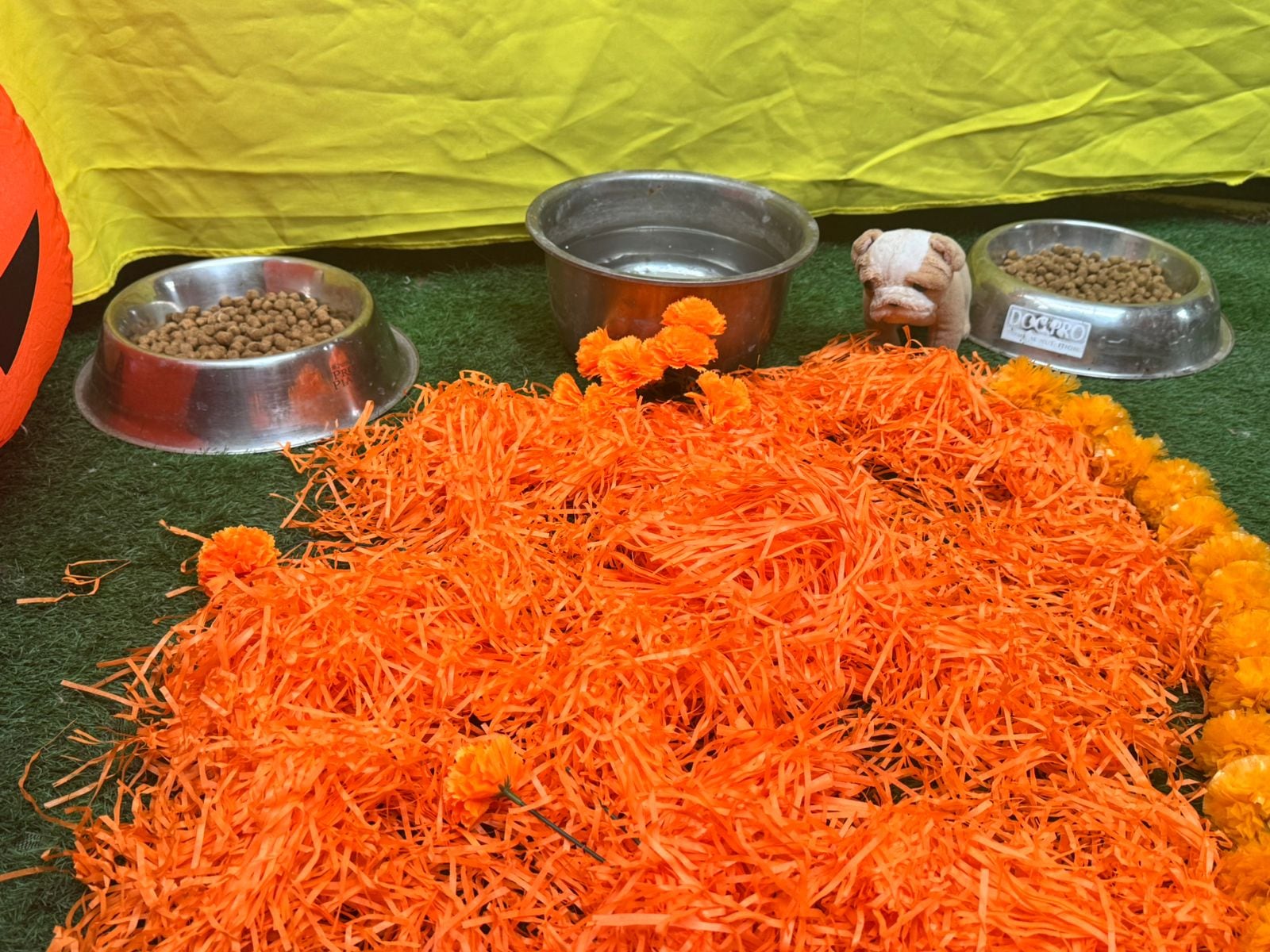 En Santa Bárbara de Heredia vive la amorosa doña Gina Varga, una mujer que lleva 15 años dedicando su vida al rescate de perros en Costa Rica. Este 2025 hizo un super altar para perritos en el cual está por primera vez Brisa, su amada perrita que falleció