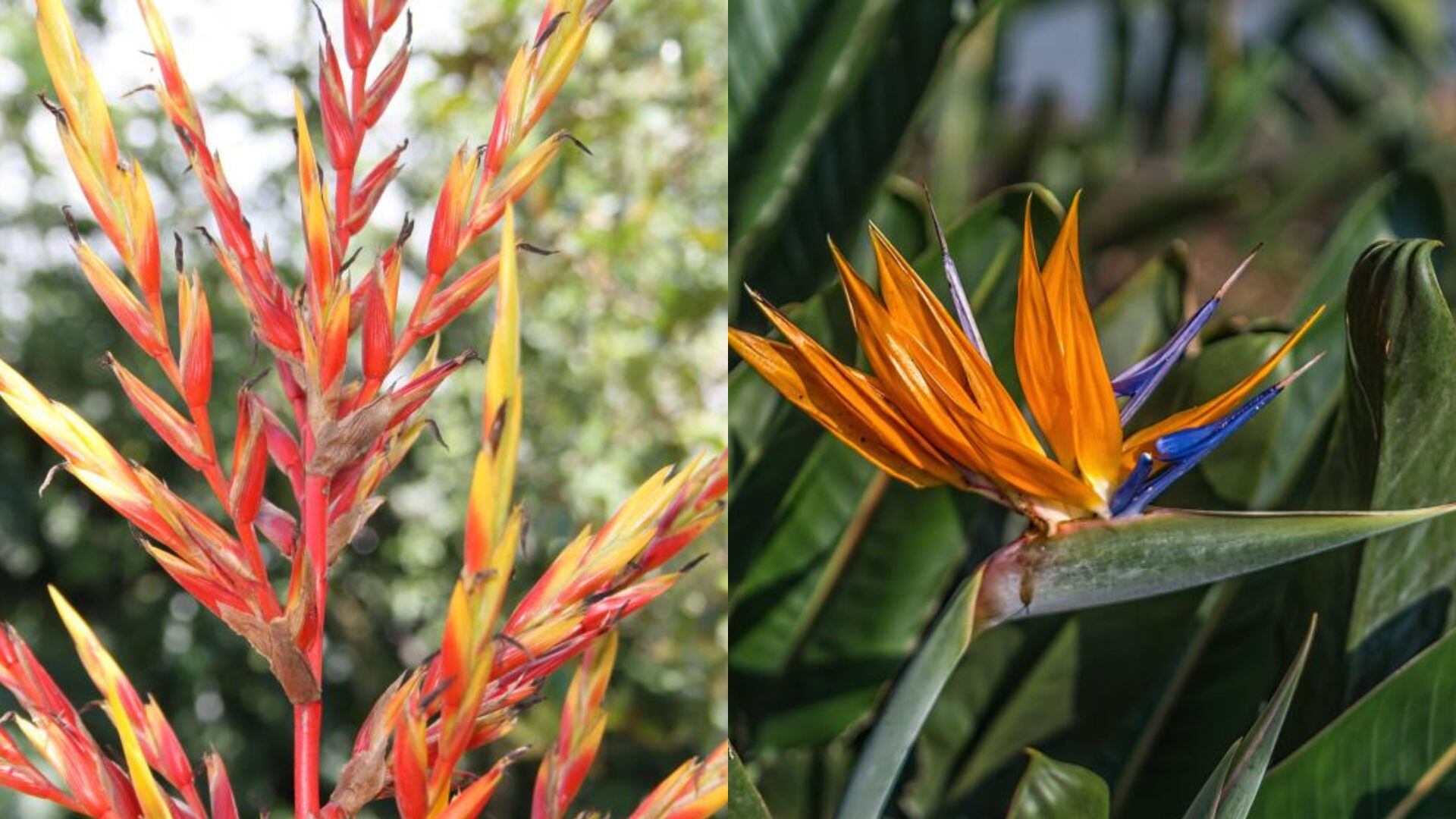Las flores bromelias y heliconias se encuentran en gran abundancia por las zonas verdes de Lakenster (Foto: Jardín Botánico Lankester)