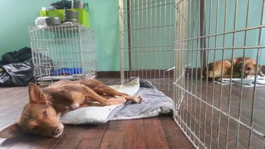 Se ocupan voluntarios para cuidar peluditos durante la romería