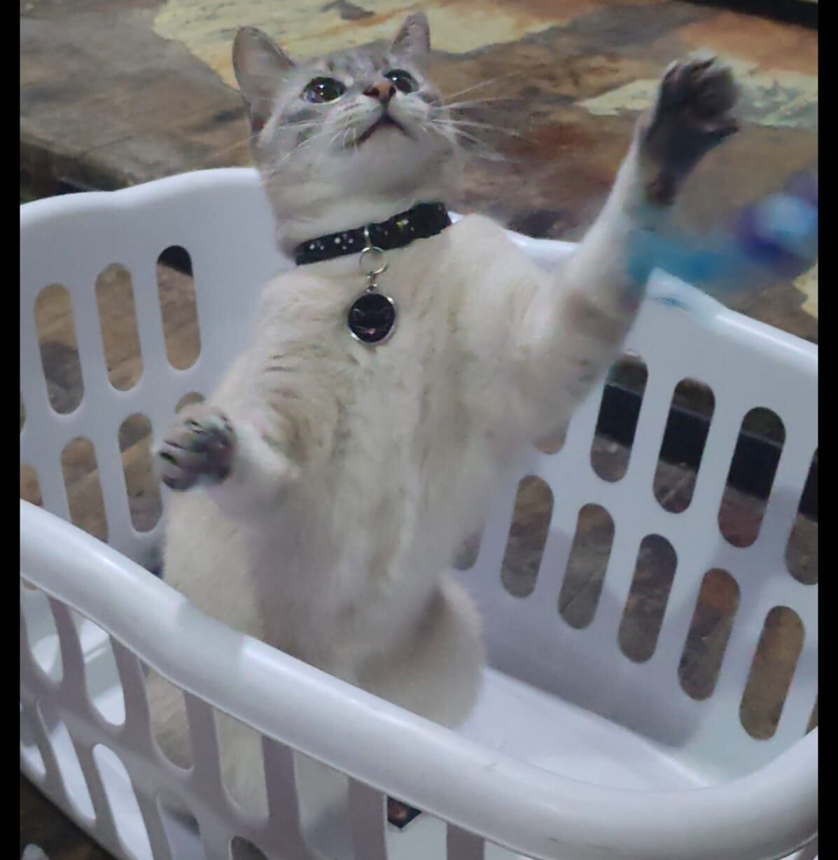Desde siempre, doña Yoselyn Chaverri Artavia, vecina de Heredia centro, supo que la vida con mascotas tiene algo mágico. Por eso se enamoró a primera vista de Mitsuha, una gata mestiza